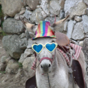 avatar Washed Donkey