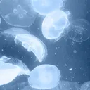 cystokto