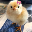 Discord Avatar