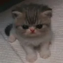 gibbdev