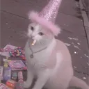 cats4ever