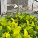 avatar Peter England