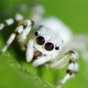 whietspooder2523 avatar