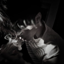 avatar ⃟                            往益駅