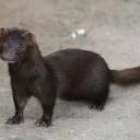 granitemink