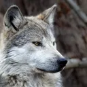 greywolf4086