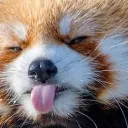redarmypanda.