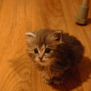 thestratobarb#3778's avatar