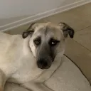 slymeb