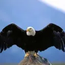 freebird2988