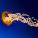 busy_seahorse_55335 avatar