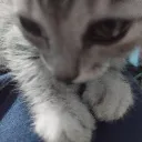 lusbce
