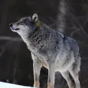 the_arkath