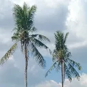 areodda