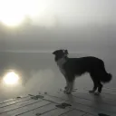 tycoonowner