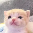 tmayito
