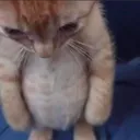 spredhead