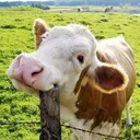 justasinglecow5924