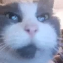 ChatonUltime🍞's Avatar