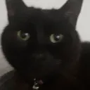 ChatonUltime🍞's Avatar