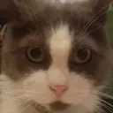 ChatonUltime🍞's Avatar