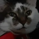 ChatonUltime🍞's Avatar