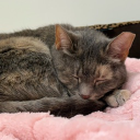 avatar PrincessofSass