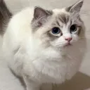 samo_mo