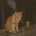 civocivocivo