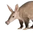 mayadakokuan