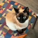 talktuahpodcastlover123 avatar