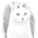 _cat_home