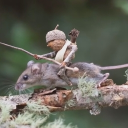 avatar KillerPillersons