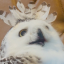 avatar SleepyHiki*ੈ✩‧₊˚ ฅ^>⩊<^ ฅ