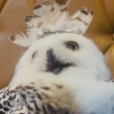 avatar SleepyHiki*ੈ✩‧₊˚ ฅ^>⩊<^ ฅ