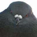 gothvyel