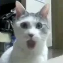 kikotiko