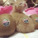 avatar devious feline