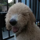 micothecoconut