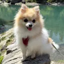 snaggyli