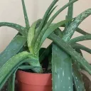 erisws