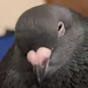 kingofnil