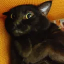 issacrose