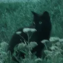 hensk