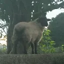 macolacko