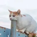 derpysaur1