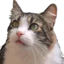 velnerxi