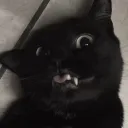 whiiteewolff