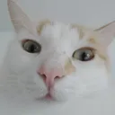 souph_