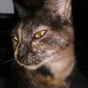 tedrakitty